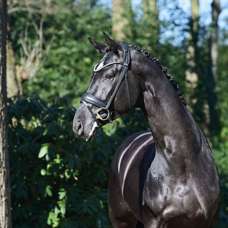 Total PS Stallion